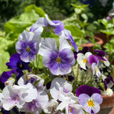 Viola/Pansy: Sorbet Mix