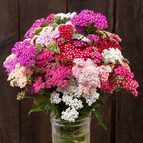 Yarrow: Summer Berries (Achillea millefolium)