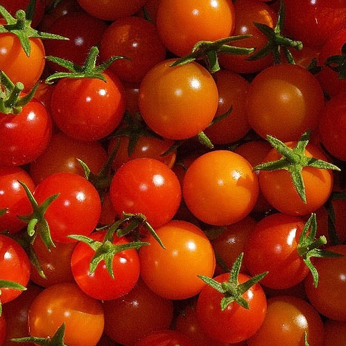 Tomato: Supersweet 100 Cherry