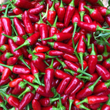Hot Pepper: Thai (Tiny)