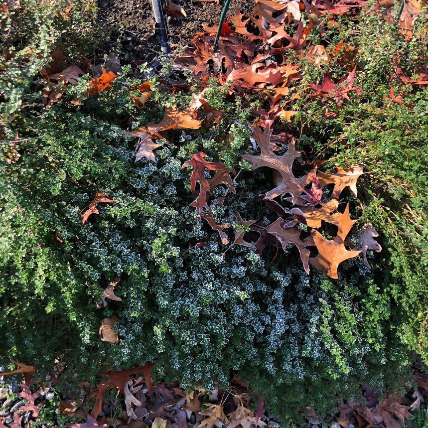 Thyme: English