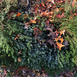 Thyme: English