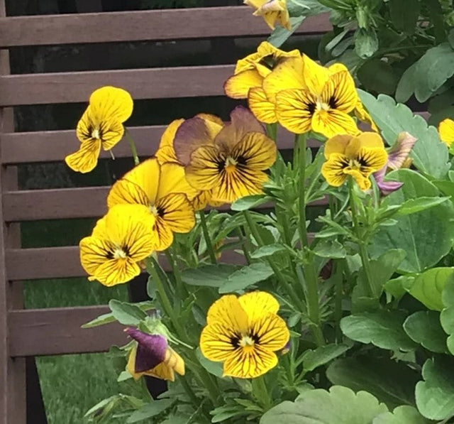 Viola: Tiger Laeta